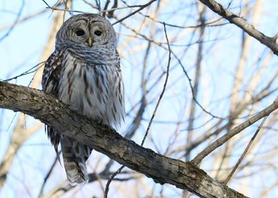 Beautiful Barred Owl