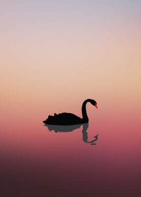 Swan Early Morning 
