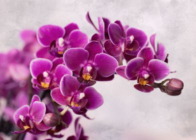 Purple pink orchid flowers