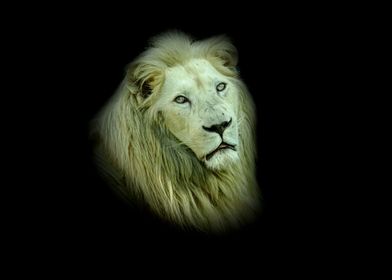 White lion portrait