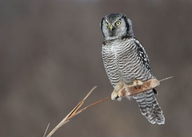 Hawk Owl on cattail 