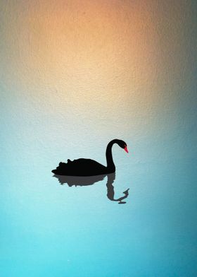 Late Morning Swan on Lake