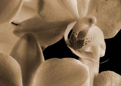 inside an orchid in sepia