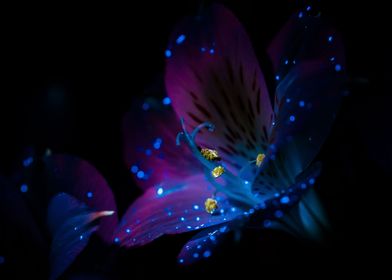 Ultraviolet Flower