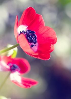 Spring red anemone flowers