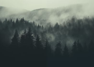 Dark Forest Landscape