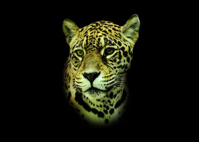 Jaguar portrait 2
