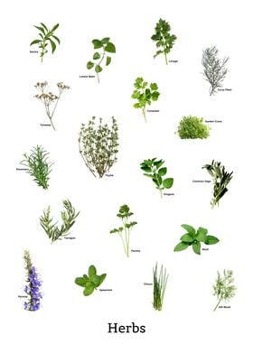 Herbs