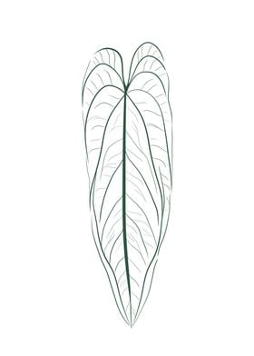 Anthurium warocqueanum Gr