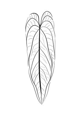 Anthurium Warocqueanum B