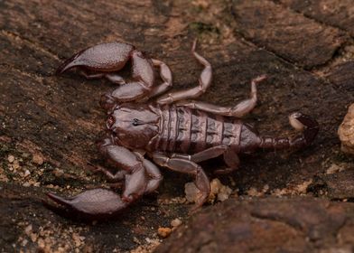 Dwarf Wood Scorpion