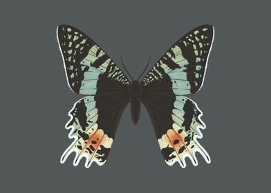 Madagascan sunset moth