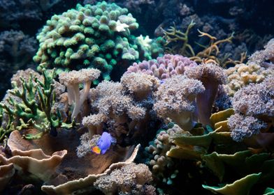 Aquatic Life Coral Reef