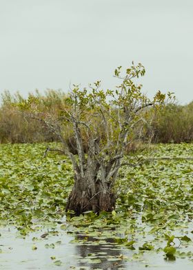 The everglades