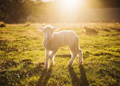 Baby Sheep