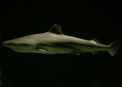 White Shark Landscape