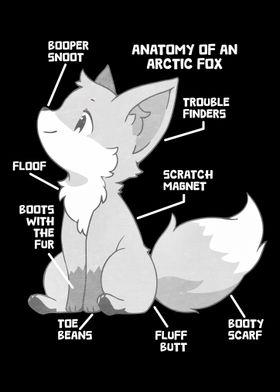 Anatomy Arctic Fox