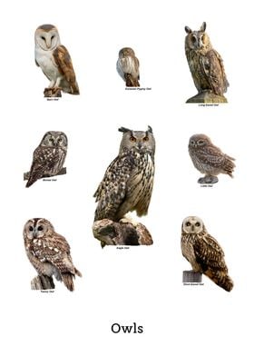 Owls