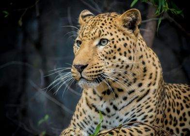 Jaguar Majesty