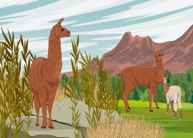 family of llamas in nature