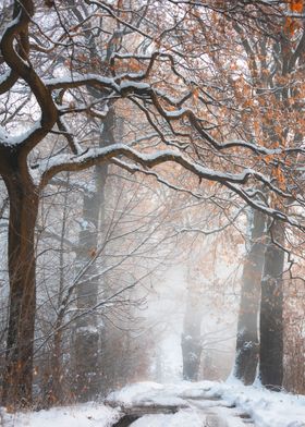 Winter snow covered alley