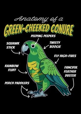 Green Cheeked Conure 