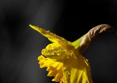 Water Covered Daffodil