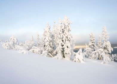 Kuertunturi Snowy Trees