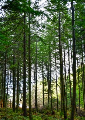 Scotland Forest