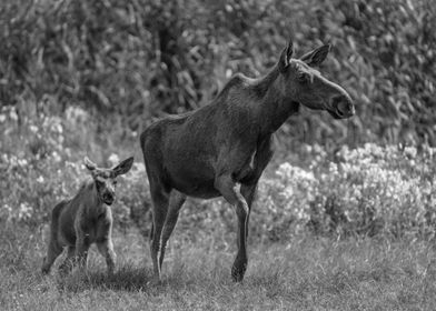 Moose With Its Young Calf
