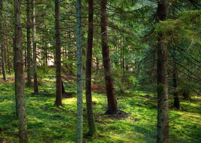 Scotland Forest