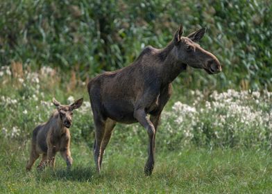 Moose With Its Young Calf
