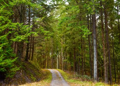 Scotland Forest