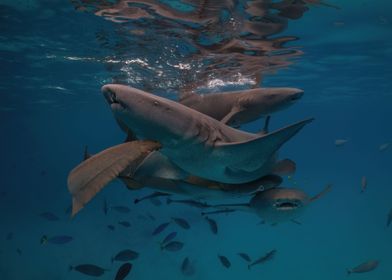 Maldivian Nurse Sharks