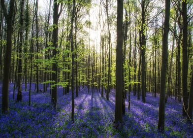 Spring bluebell forest