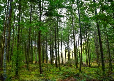 Scotland Forest