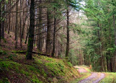 Scotland Forest