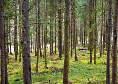 Scotland Forest