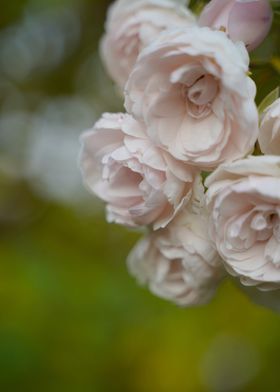 Hanging Roses