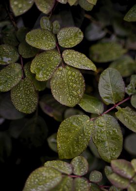 Moody Green Leafs