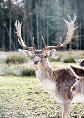 Stag in the Forest 3