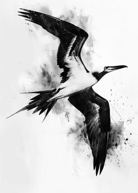 Frigate Bird Watercolor