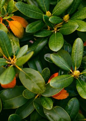 Green and orange Leafs