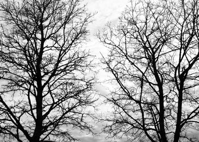 Tree Silhouettes 5