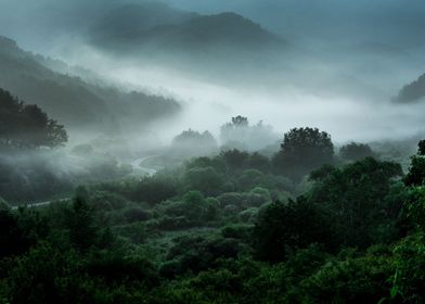 Valley in foggy forest