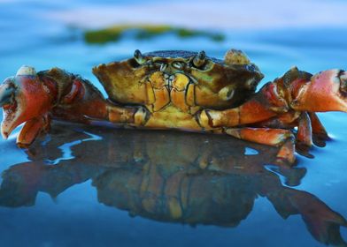 Crab Landscape