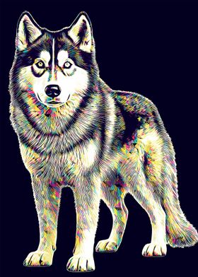 Dog Husky pop art 