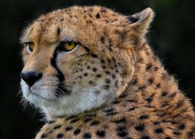 leopard pondered