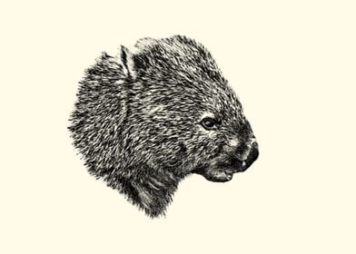 Wombat portrait
