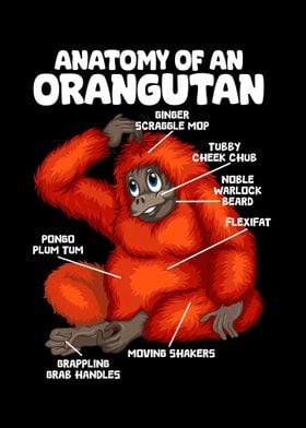 Anatomy Orangutan